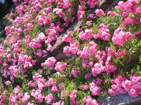 Roses Hill - garden, hill, tearoses, pink, home, flowers