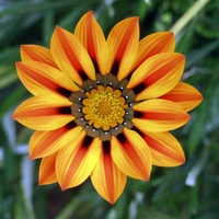 Orange Gazania