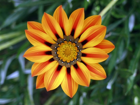 Orange Gazania - striped, gazania, flower, orange