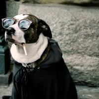 Cool Dog