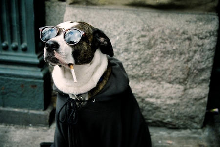 Cool Dog - animal, wallpaper, humor, fun, cool dog