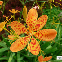 Leopard Flower