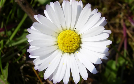 Daisy - white, yellow, close-up, daisy, flower