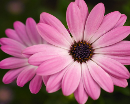 Pink Flowers - beauty, flower, nature, pink