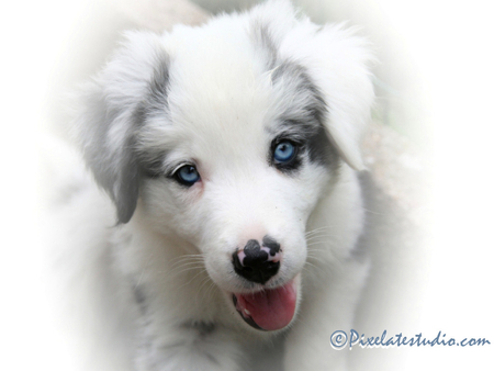 Puppy - fur, puppy, tongue, animals, eyes, white, mouth, blue, dogs