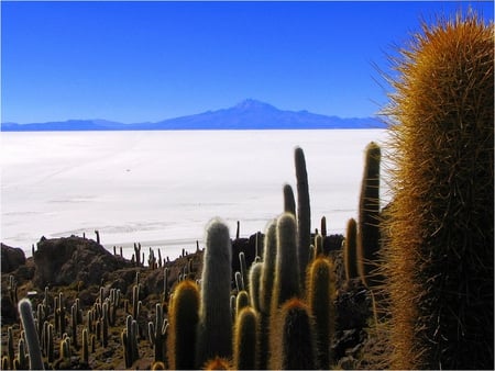 Desert View - cactus, view, hot, desert, sand