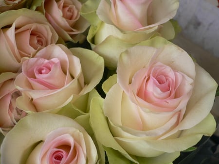 Wendela Roses for My Friend EchoSong - pink-yellow, bouquet, roses, friend