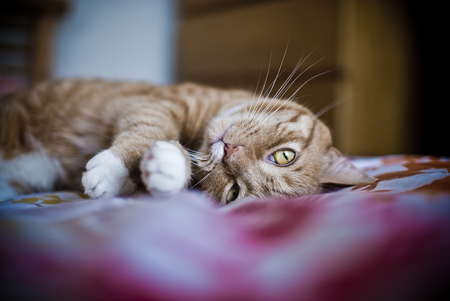 Lucky - cute, brown tiger, kitty, cat