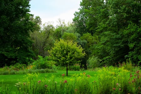 Little tree - tree, forests, nature, green