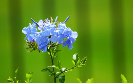 Blue flowers - flowers, nature, blue, green