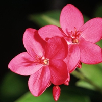 Pink flowers