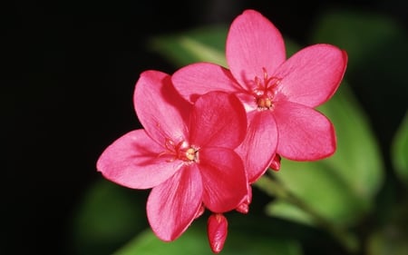 Pink flowers - flowers, pink, nature, beauty