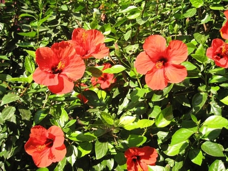 Hibiscus flowers - flowers, nature, red, green, hibiscus