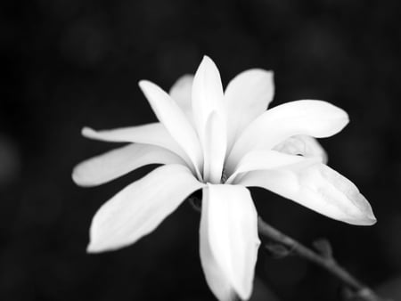 the light - black and white, beatiful, flower, different