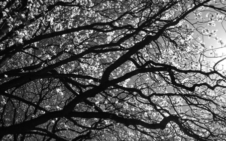 a new life - black and white, beatiful, forests, tress