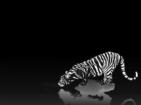 black and white tiger - beatiful, cat, animal, black and white, tiger