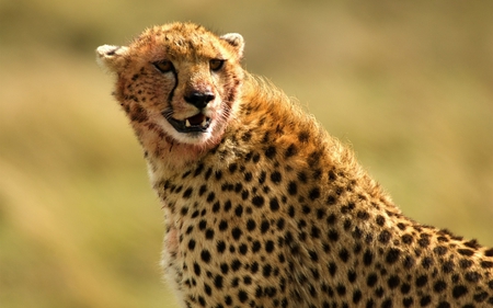 Cheetah - wildlife, animal, feline, cheetah, africa