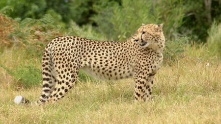 African cheetah - cheetah, animal, feline, africa, wildlife