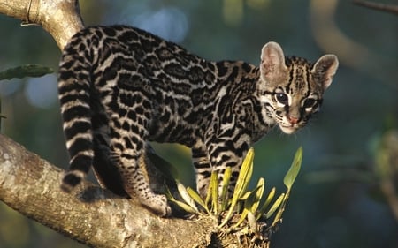 Margay - wildlife, cat, animal, feline, margay