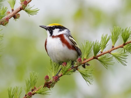 Bird - animal, nature, forest, bird