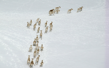 Deer caravan - animal, winter, caravan, deer, snow