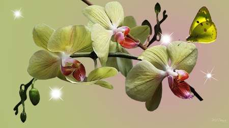 Orchids Green - flowers, glow, butterfly, orchids, sparkles, stars