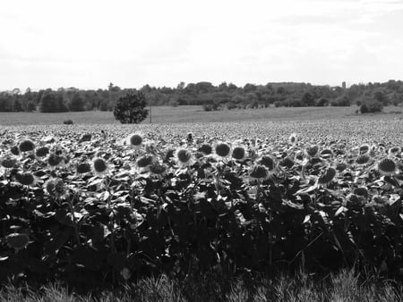 the old sunflower field - beatiful, sunflowers, sunflower, black and white, field