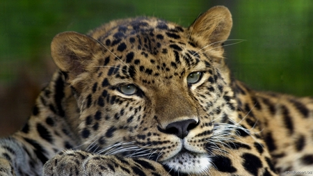 Leopard - aniamal, run, cat, free, fur, exoctic, spots, claws, wild