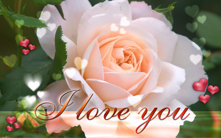 I LOVE YOU - love, messages, romantic, rose