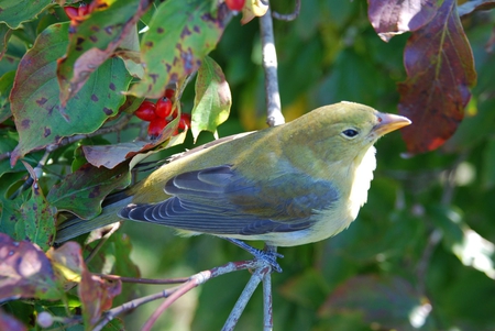 Cute Bird - on a branch, cute, pale yellow, bird