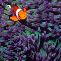 Clown Fish Live in the Pacific Ocean and Indian Ocean