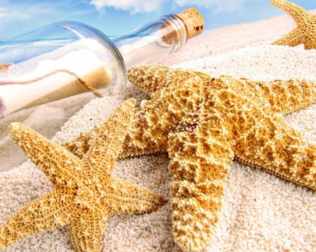 On the Beach - sand, sky, animals, clouds, starfish, beach, ocean, nature