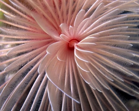 Anemone - anemone, animals, pink, water, ocean, sealife