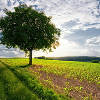 A Tree in a Field