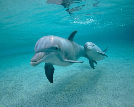 Dolphins - tails, water, eyes, finns, ocean, dolphins, sealife, mammals, animals