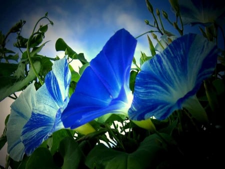 Beautiful morning glories - morning, flowers, blue, morning glories