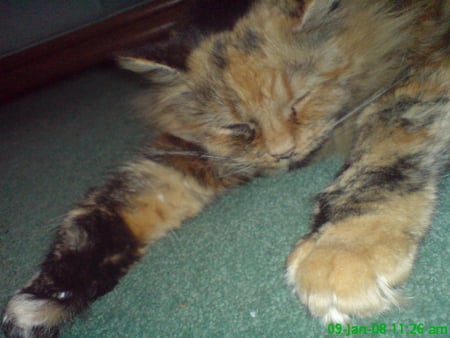 Fudge The Cat - sleeping, tortoiseshell, cat, beautiful