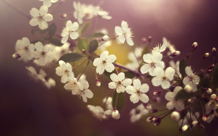 cherry blossom - flowers, branch, cherry blossom, blossom, cherry, macro, spring, petals