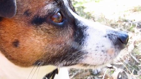 Sybil close up - cute, dog, woof, close up