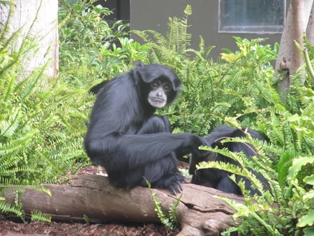 See no evil - see no evil, adelaide zoo, animal, monkey