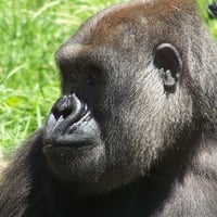 animals,ape,gorilla,primate