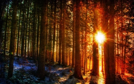 WINTER SUNBURST - sunburst, winter, sunset, forest