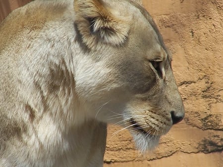 animals,lion - beast, animals, proud, lions