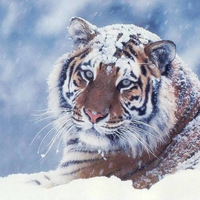 Snowy Tiger