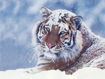 Snowy Tiger - cat, cats, snow, beautiful, animal, snowy, tiger, anomals