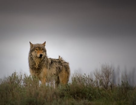 Beautiful Wolf - animal, wolf, beautiful, animals, wolves