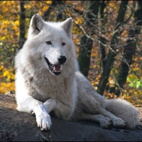 Beautiful White Wolf