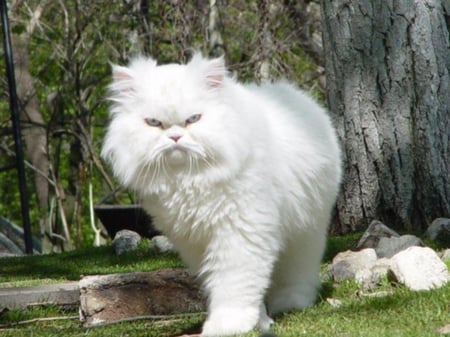 white cat - nice, white, fluff, cat