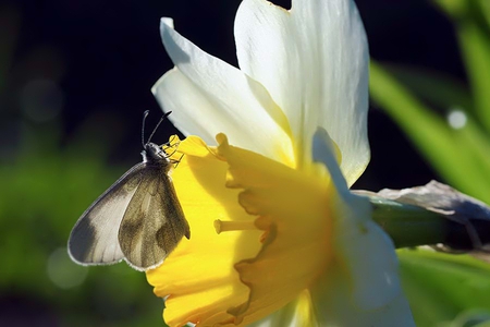 Beautiful daffodil - yellow, forever, sunshine, spring, daffodil, tiny, flowers, white, nature, butterfliy, little