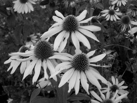 pretty is not a colour - nature, black and white, beatiful, flowers